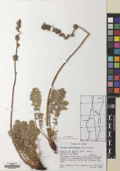 Acaena pinnatifida [Espécimen: ]