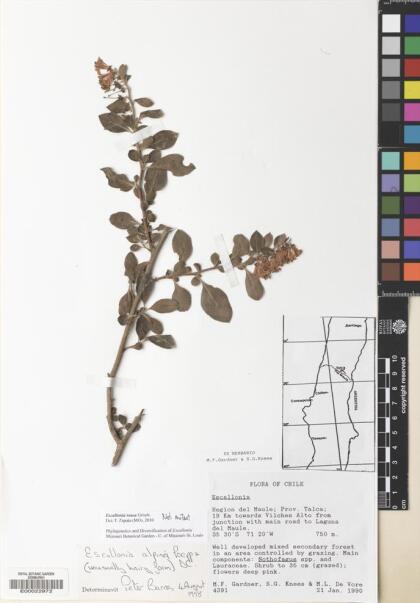 Escallonia rosea [Espécimen: ]