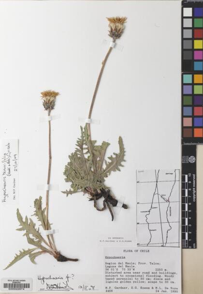 Hypochaeris tenuifolia [Espécimen: ]