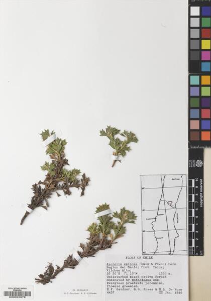 Azorella spinosa [Espécimen: ]