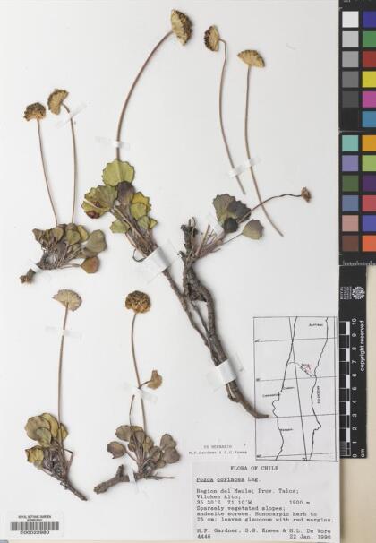 Pozoa coriacea [Espécimen: ]