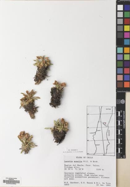 Azorella ruizii [Espécimen: ]