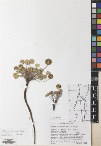 Pozoa coriacea [Espécimen: ]