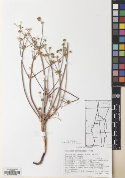 Sanicula graveolens [Espécimen: ]