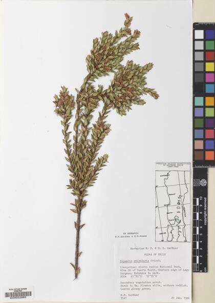 Metrosideros stipularis [Espécimen: ]