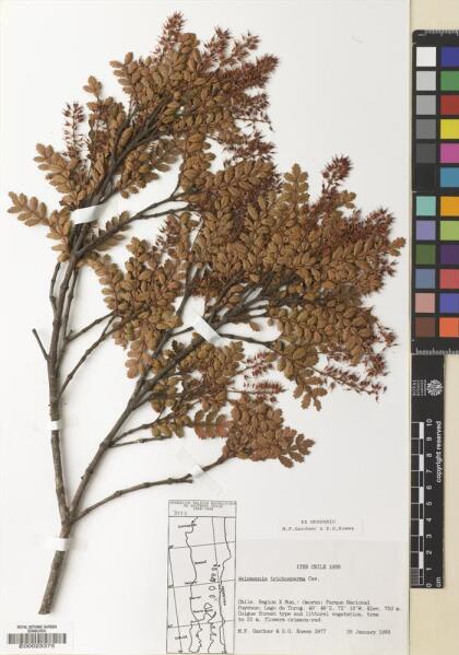 Weinmannia trichosperma [Espécimen: ]