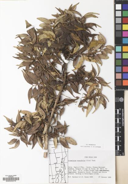 Griselinia ruscifolia [Espécimen: ]