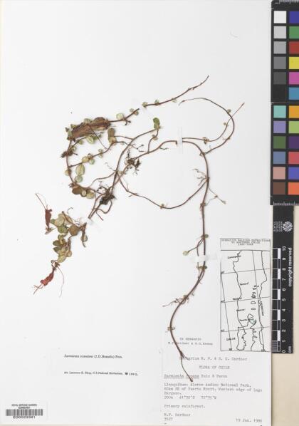 Sarmienta scandens [Espécimen: ]