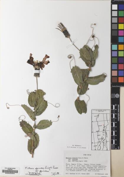 Mutisia spinosa [Espécimen: ]