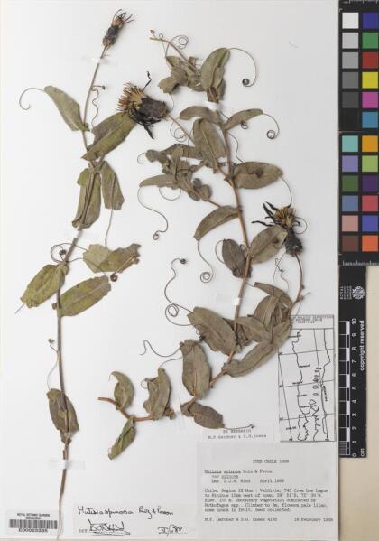 Mutisia spinosa [Espécimen: ]