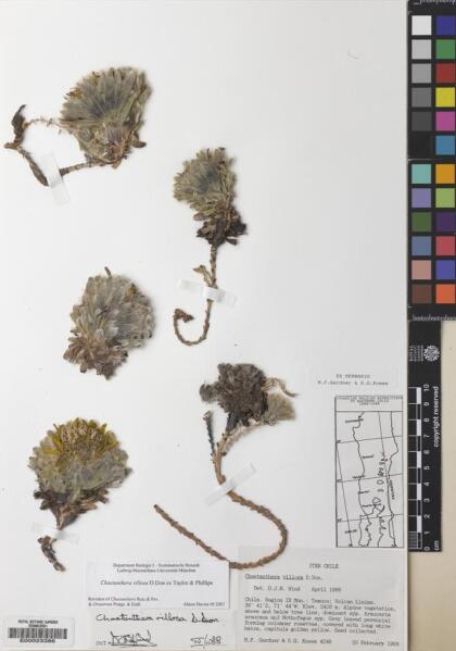 Chaetanthera villosa [Espécimen: ]