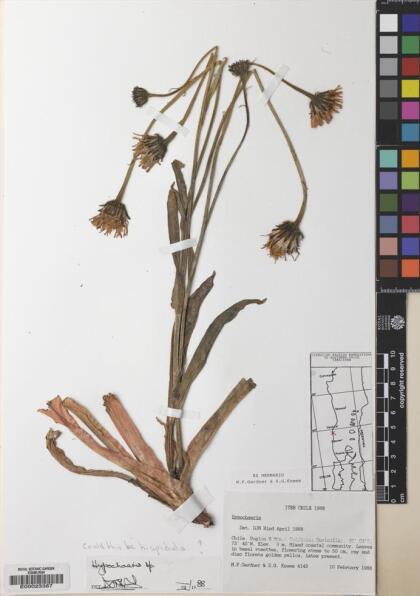 Hypochaeris spathulata [Espécimen: ]