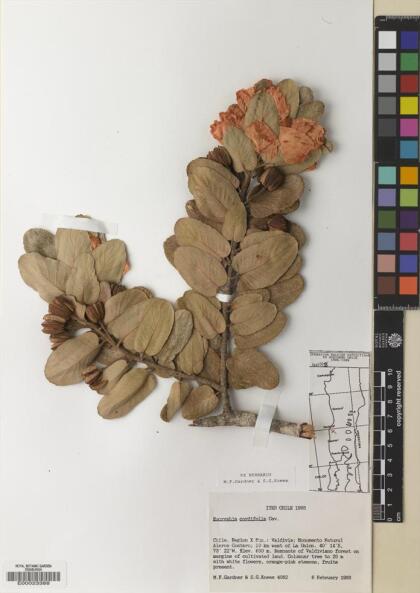 Eucryphia cordifolia [Espécimen: ]