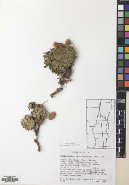 Haplopappus macrocephalus [Espécimen: ]