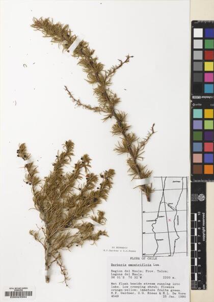 Berberis empetrifolia [Espécimen: ]
