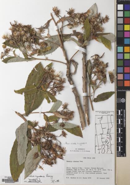 Acrisione cymosa [Espécimen: ]
