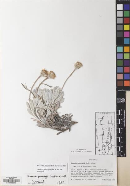 Senecio poeppigii var. poeppigii [Espécimen: ]