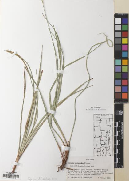 Carex lechleriana [Espécimen: ]
