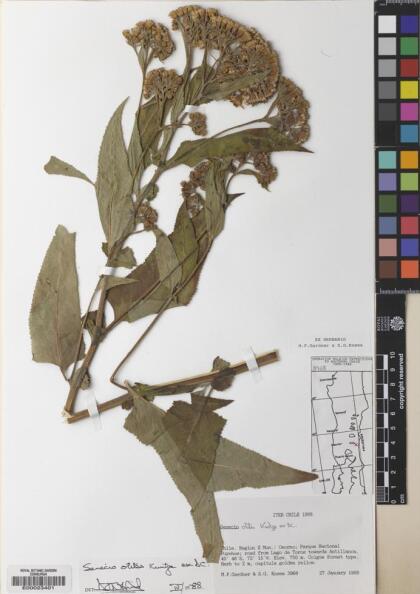 Pelseria otites [Espécimen: ]
