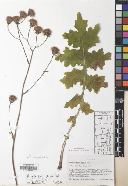 Perezia prenanthoides [Espécimen: ]