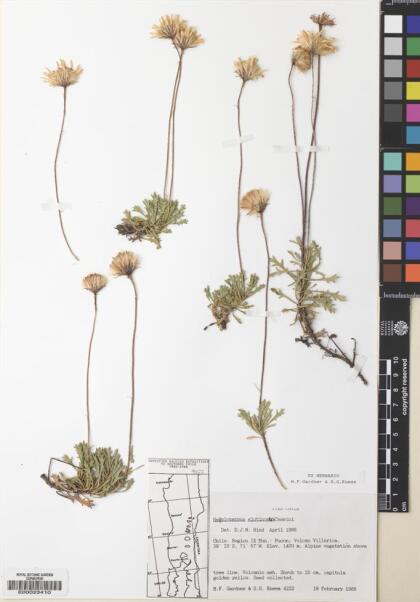 Haplopappus glutinosus [Espécimen: ]