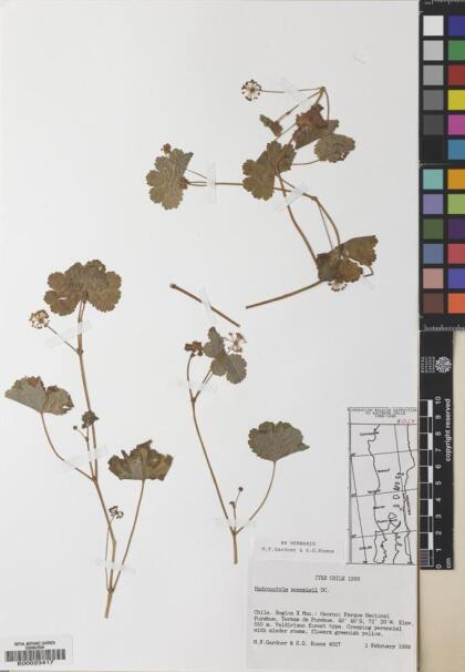 Hydrocotyle poeppigii [Espécimen: ]