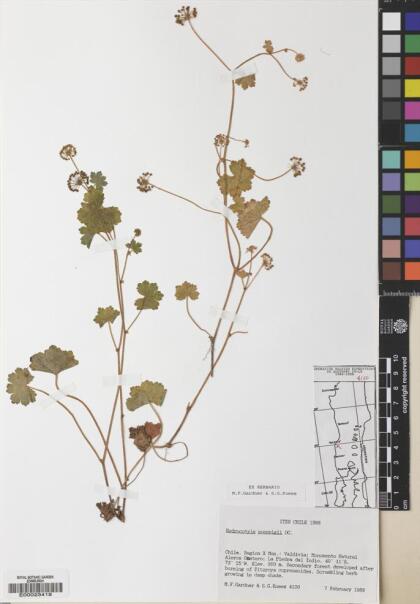 Hydrocotyle poeppigii [Espécimen: ]