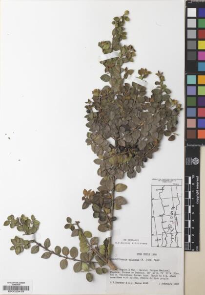 Rhaphithamnus spinosus [Espécimen: ]