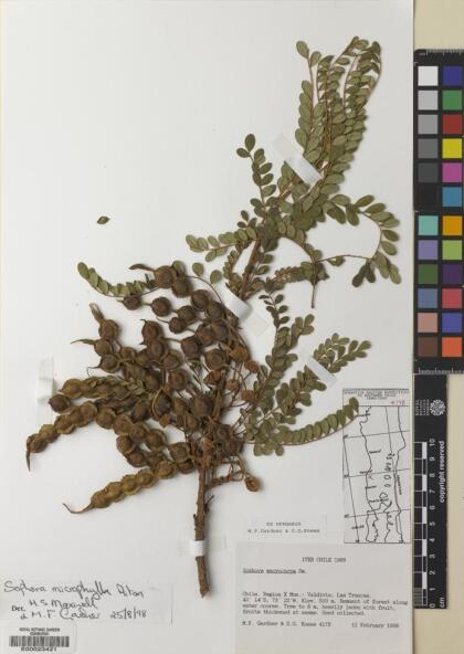 Sophora cassioides [Espécimen: ]