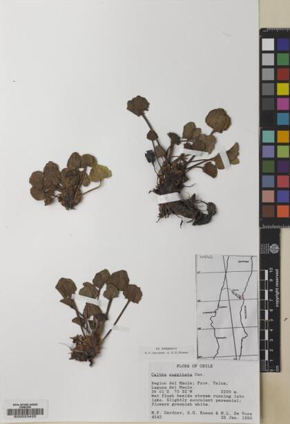 Caltha sagittata [Espécimen: ]