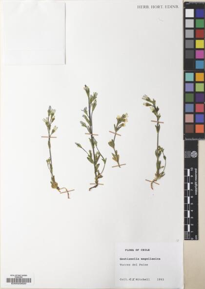 Gentianella magellanica [Espécimen: ]