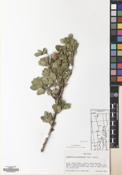 Archidasyphyllum diacanthoides [Espécimen: ]