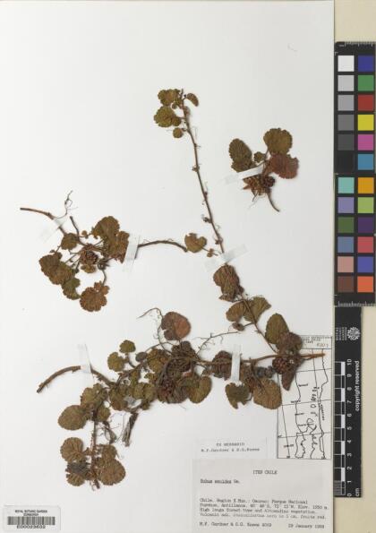 Rubus geoides [Espécimen: ]