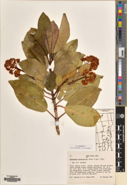 Hydrangea serratifolia [Espécimen: ]