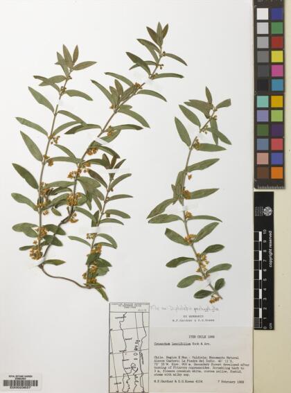 Diplolepis pachyphylla [Espécimen: ]