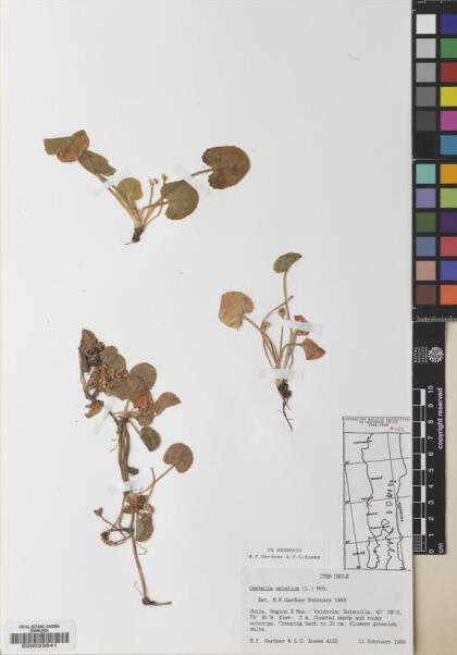 Centella asiatica [Espécimen: ]