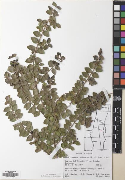 Rhaphithamnus spinosus [Espécimen: ]