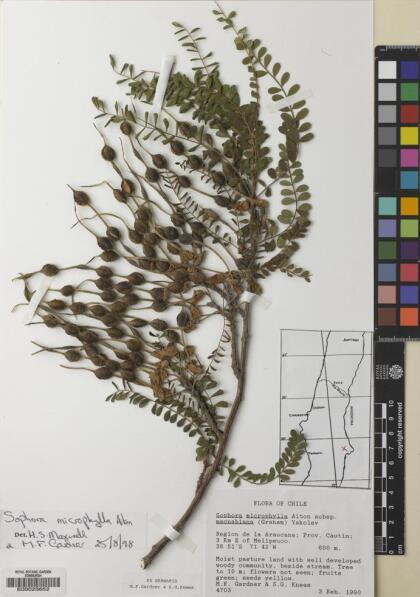 Sophora cassioides [Espécimen: ]