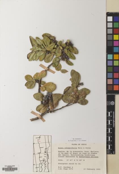 Azara integrifolia [Espécimen: ]