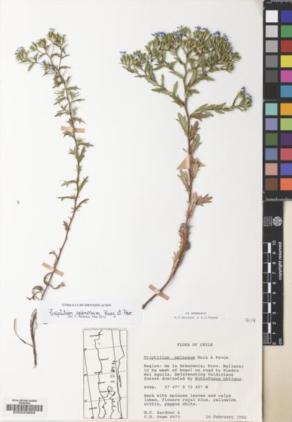 Triptilion spinosum [Espécimen: ]