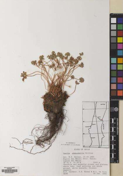 Oxalis adenophylla [Espécimen: ]
