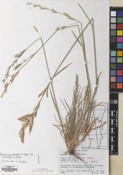 Bromus setifolius [Espécimen: ]