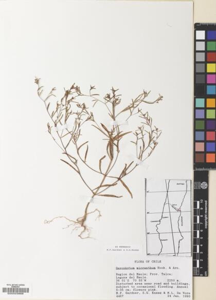 Gayophytum micranthum [Espécimen: ]