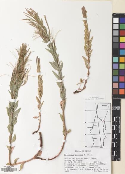 Epilobium glaucum [Espécimen: ]