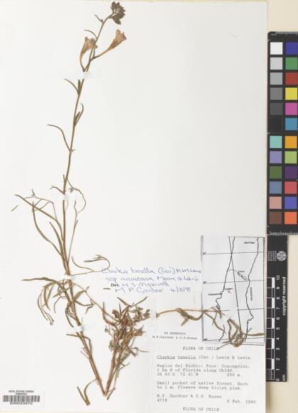 Clarkia tenella [Espécimen: ]