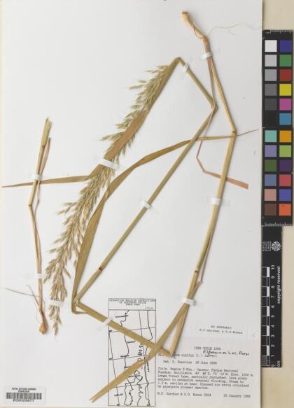 Arrhenatherum elatius [Espécimen: ]