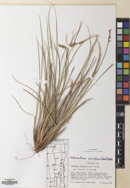 Anthoxanthum juncifolium [Espécimen: ]