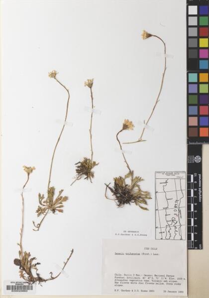 Haplosticha trifurcata [Espécimen: ]