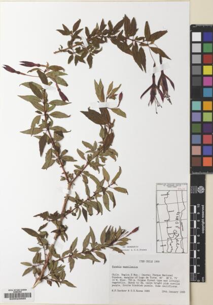 Fuchsia magellanica [Espécimen: ]