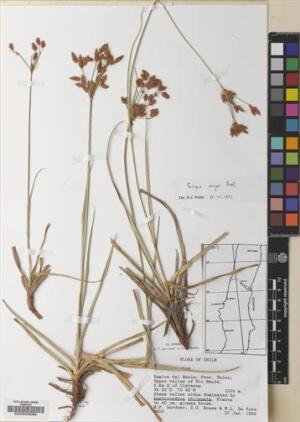 Rhodoscirpus asper [Espécimen: ]